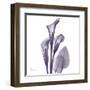 Calla Lilly Purple-Albert Koetsier-Framed Art Print