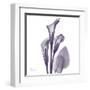 Calla Lilly Purple-Albert Koetsier-Framed Art Print