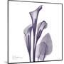 Calla Lilly Purple-Albert Koetsier-Mounted Art Print