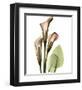 Calla Lilly-Albert Koetsier-Framed Art Print