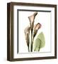 Calla Lilly-Albert Koetsier-Framed Art Print