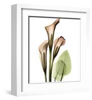 Calla Lilly-Albert Koetsier-Framed Art Print