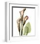 Calla Lilly-Albert Koetsier-Framed Art Print