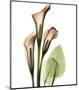 Calla Lilly-Albert Koetsier-Mounted Art Print