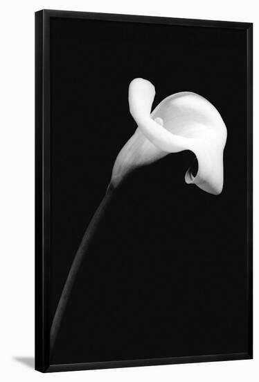 Calla Lily 2-null-Framed Poster