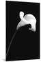 Calla Lily 2-null-Mounted Poster