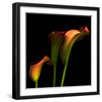 Calla Lily 2-Magda Indigo-Framed Photographic Print