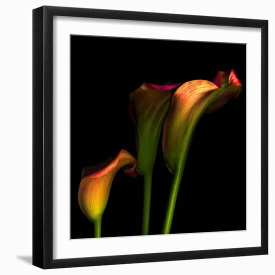 Calla Lily 2-Magda Indigo-Framed Photographic Print