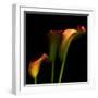 Calla Lily 2-Magda Indigo-Framed Photographic Print