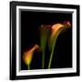 Calla Lily 2-Magda Indigo-Framed Photographic Print