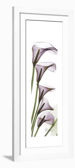 Calla Lily Blooms-Albert Koetsier-Framed Premium Giclee Print