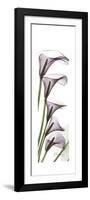 Calla Lily Blooms-Albert Koetsier-Framed Premium Giclee Print