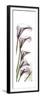 Calla Lily Blooms-Albert Koetsier-Framed Premium Giclee Print