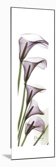 Calla Lily Blooms-Albert Koetsier-Mounted Premium Giclee Print