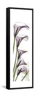 Calla Lily Blooms-Albert Koetsier-Framed Stretched Canvas