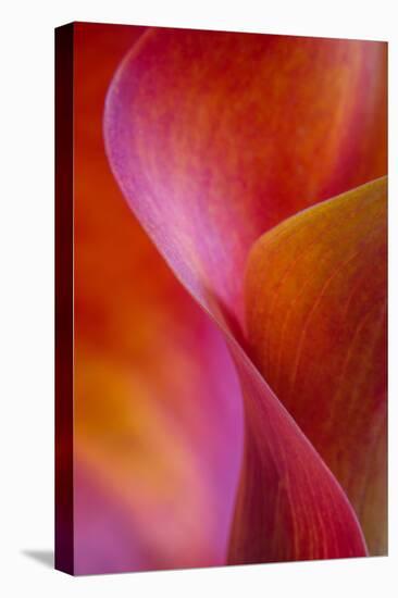 Calla Lily Curves I-Doug Chinnery-Stretched Canvas