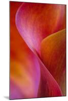 Calla Lily Curves I-Doug Chinnery-Mounted Premium Photographic Print