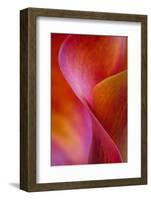 Calla Lily Curves I-Doug Chinnery-Framed Photographic Print