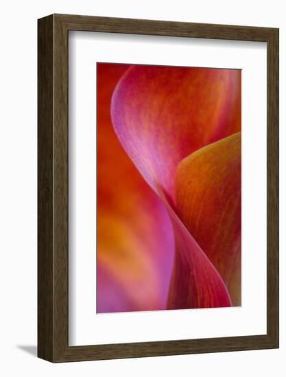 Calla Lily Curves I-Doug Chinnery-Framed Photographic Print