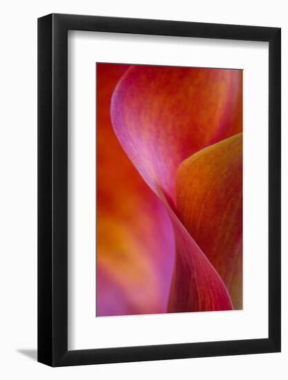 Calla Lily Curves I-Doug Chinnery-Framed Photographic Print