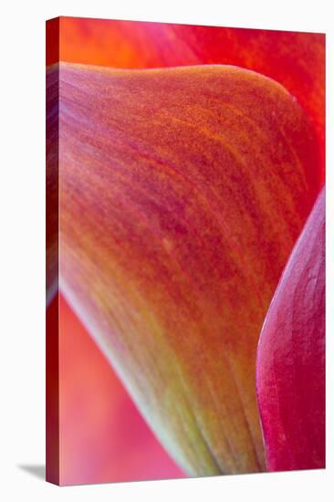 Calla Lily Curves II-Doug Chinnery-Stretched Canvas