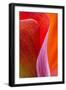 Calla Lily Curves III-Doug Chinnery-Framed Photographic Print