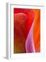 Calla Lily Curves III-Doug Chinnery-Framed Photographic Print