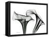 Calla Lily Gray 1-Albert Koetsier-Framed Stretched Canvas