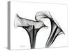 Calla Lily Gray 1-Albert Koetsier-Stretched Canvas