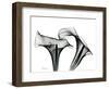 Calla Lily Gray 1-Albert Koetsier-Framed Art Print