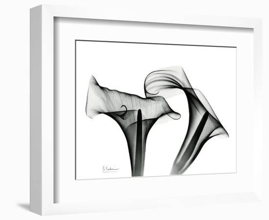 Calla Lily Gray 1-Albert Koetsier-Framed Art Print