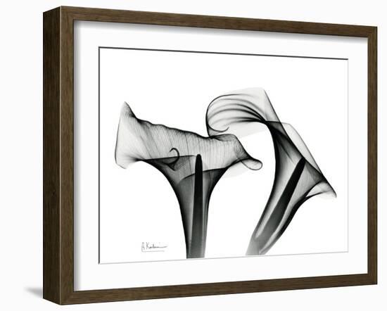 Calla Lily Gray 1-Albert Koetsier-Framed Art Print