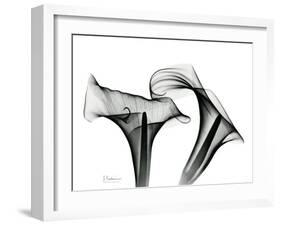 Calla Lily Gray 1-Albert Koetsier-Framed Art Print