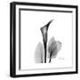 Calla Lily Gray 2-Albert Koetsier-Framed Art Print