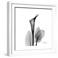 Calla Lily Gray 2-Albert Koetsier-Framed Art Print