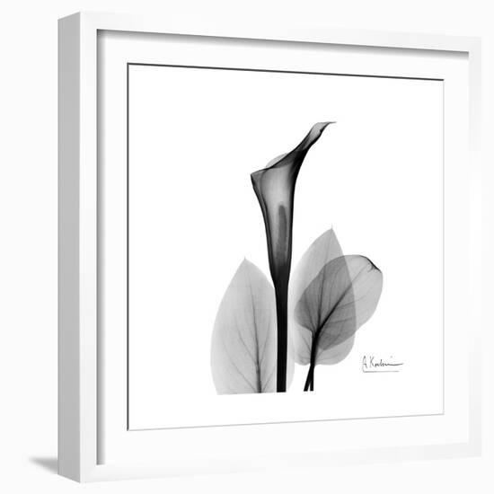 Calla Lily Gray 2-Albert Koetsier-Framed Art Print