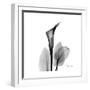 Calla Lily Gray 2-Albert Koetsier-Framed Art Print