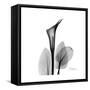 Calla Lily Gray 2-Albert Koetsier-Framed Stretched Canvas