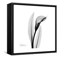 Calla Lily Gray 3-Albert Koetsier-Framed Stretched Canvas