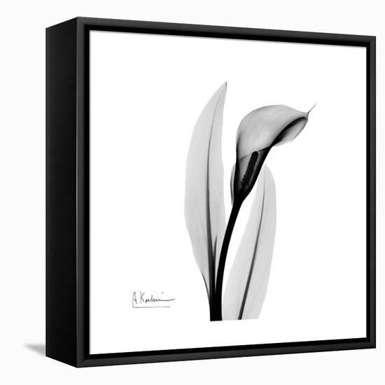 Calla Lily Gray 3-Albert Koetsier-Framed Stretched Canvas