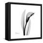 Calla Lily Gray 3-Albert Koetsier-Framed Stretched Canvas