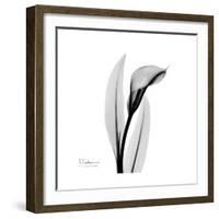 Calla Lily Gray 3-Albert Koetsier-Framed Art Print