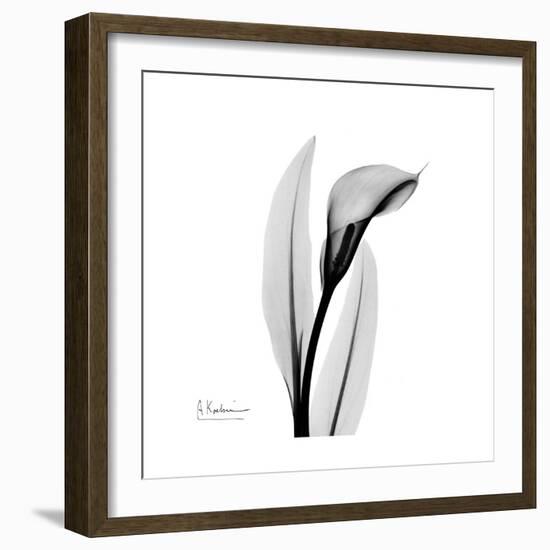 Calla Lily Gray 3-Albert Koetsier-Framed Art Print