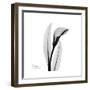 Calla Lily Gray 3-Albert Koetsier-Framed Art Print