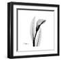 Calla Lily Gray 3-Albert Koetsier-Framed Art Print