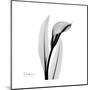 Calla Lily Gray 3-Albert Koetsier-Mounted Art Print