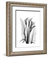 Calla Lily Gray-Albert Koetsier-Framed Premium Giclee Print