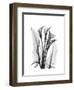 Calla Lily Gray-Albert Koetsier-Framed Premium Giclee Print