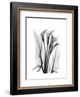 Calla Lily Gray-Albert Koetsier-Framed Premium Giclee Print