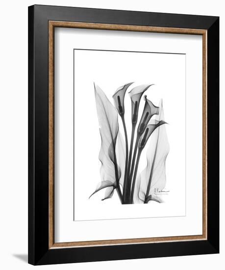 Calla Lily Gray-Albert Koetsier-Framed Premium Giclee Print